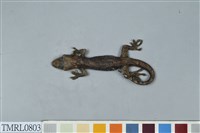 藏品(鉛山壁虎)的圖片